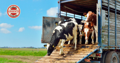 Goiás elimina exigência de documento impresso e moderniza fiscalização do transporte animal