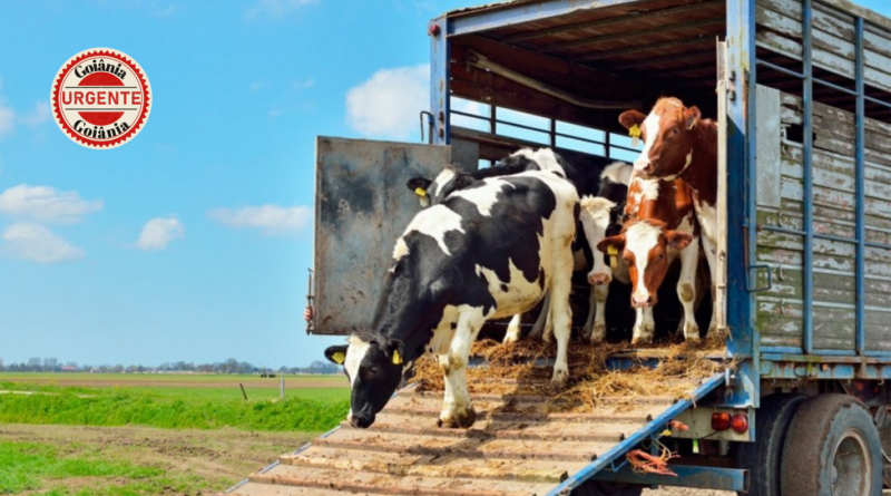 Goiás elimina exigência de documento impresso e moderniza fiscalização do transporte animal