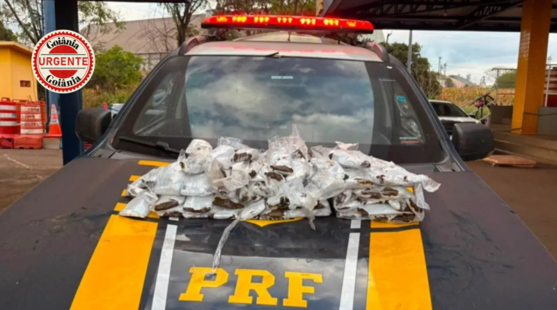 PRF intercepta carga de haxixe escondida no corpo de passageiras na BR-060