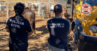 Polícia Civil e PM recuperam parte de gado furtado durante operação, em São Miguel do Araguaia