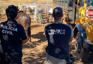 Polícia Civil e PM recuperam parte de gado furtado durante operação, em São Miguel do Araguaia
