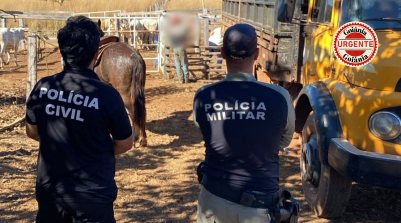 Polícia Civil e PM recuperam parte de gado furtado durante operação, em São Miguel do Araguaia