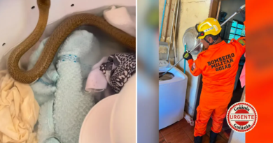 Cobra-cipó é encontrada escondida dentro de máquina de lavar e mobiliza Bombeiros, em Pires do Rio