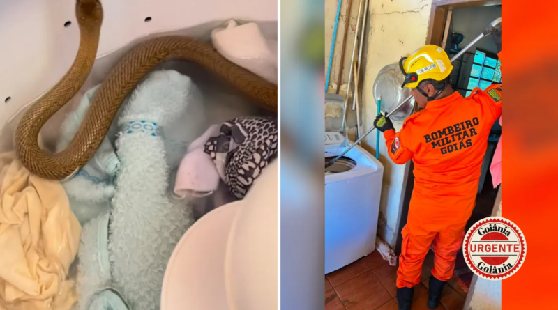 Cobra-cipó é encontrada escondida dentro de máquina de lavar e mobiliza Bombeiros, em Pires do Rio