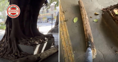 Tronco de gameleira centenária despenca em área movimentada de Goiânia e advogado escapa de acidente grave por segundos
