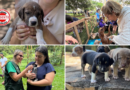 Goiânia abre inscrições para castração gratuita de cães e gatos com 1,5 mil vagas