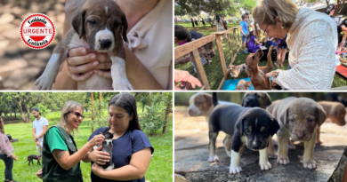 Goiânia abre inscrições para castração gratuita de cães e gatos com 1,5 mil vagas