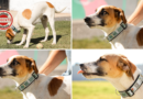 Aparecida amplia proteção animal com coleiras inteligentes para cães comunitários