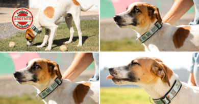 Aparecida amplia proteção animal com coleiras inteligentes para cães comunitários