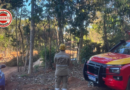 Homem morre durante poda de árvore em Bela Vista de Goiás após ser atingido por tronco