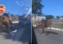 Motorista é identificado após arrastar cavalo por ruas de Goiânia; Polícia Civil apura maus-tratos