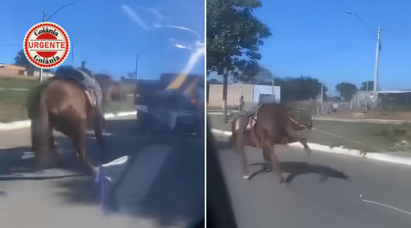 Motorista é identificado após arrastar cavalo por ruas de Goiânia; Polícia Civil apura maus-tratos