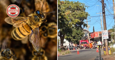 Mulher é atacada por enxame de abelhas em Goiânia; dois cães morrem após ferroadas