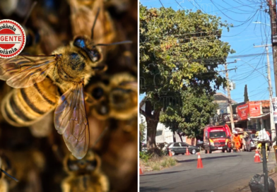 Mulher é atacada por enxame de abelhas em Goiânia; dois cães morrem após ferroadas