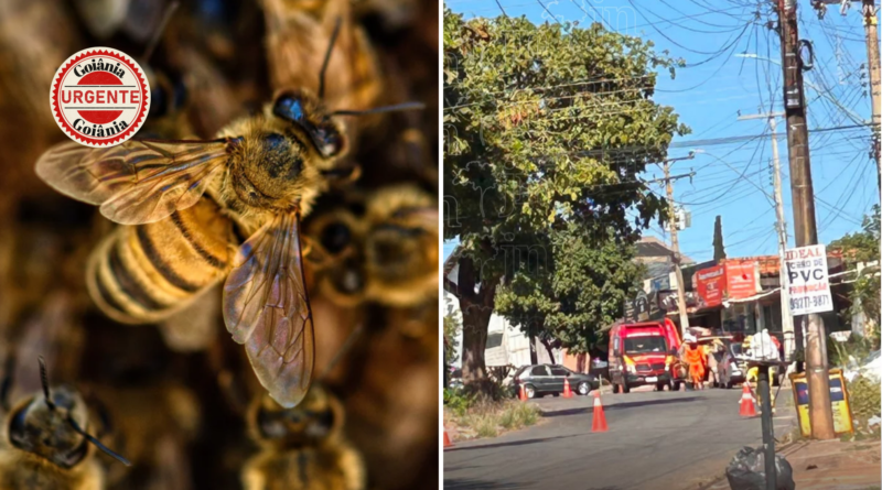 Mulher é atacada por enxame de abelhas em Goiânia; dois cães morrem após ferroadas