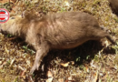 Quatro capivaras são encontradas mortas no Jardim Botânico de Goiânia; causa segue sob investigação
