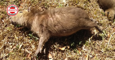Quatro capivaras são encontradas mortas no Jardim Botânico de Goiânia; causa segue sob investigação