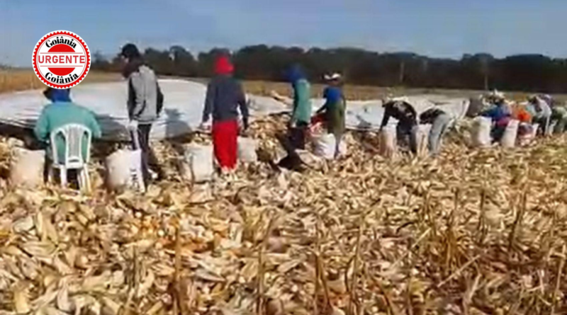 Operação resgata 55 trabalhadores em situação análoga à escravidão em fazenda de Goiás