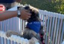 Feira de adoção de cães acontece neste sábado, em Aparecida de Goiânia