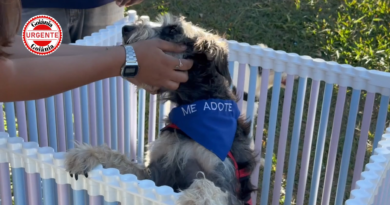 Feira de adoção de cães acontece neste sábado, em Aparecida de Goiânia