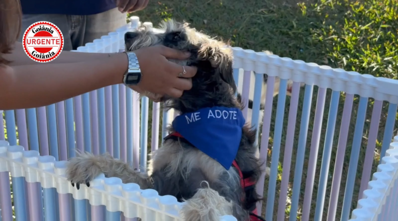Feira de adoção de cães acontece neste sábado, em Aparecida de Goiânia