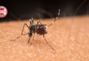 Goiás registra aumento de 14% nos casos de dengue e já contabiliza 75 mortes em 2026