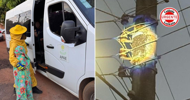 Enxame de abelhas ataca cerca de 40 pessoas e mobiliza resgate, em Piracanjuba