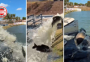 Goianira coloca 2,5 toneladas de peixes em lago para pesca livre no Dia dos Pais