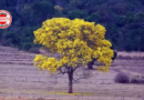 Cerrado perde área de vegetação nativa equivalente a 1,5 Goiás em 41 anos