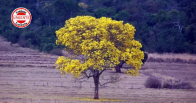 Cerrado perde área de vegetação nativa equivalente a 1,5 Goiás em 41 anos