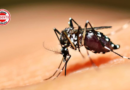 Chikungunya avança em Goiás e já provoca quatro mortes em 2026
