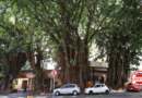 Novo laudo recomenda corte de duas gameleiras na Praça da Cirrose, em Goiânia