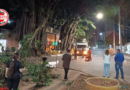 Galho de gameleira cai em praça no Setor Oeste, em Goiânia
