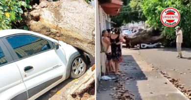 Ventania derruba árvores sobre carros em dois bairros de Goiânia