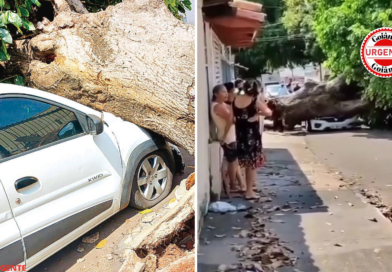 Ventania derruba árvores sobre carros em dois bairros de Goiânia