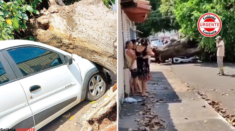 Ventania derruba árvores sobre carros em dois bairros de Goiânia