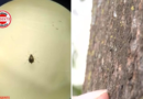 Pulgões assustam frequentadores, mas Prefeitura descarta carrapatos no Parque Flamboyant