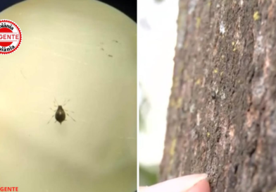 Pulgões assustam frequentadores, mas Prefeitura descarta carrapatos no Parque Flamboyant