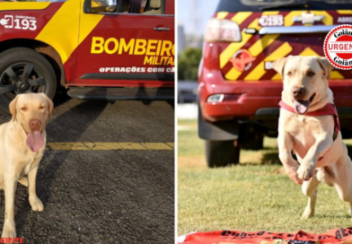 Morre Fênix, cão de resgate que marcou a história dos Bombeiros de Goiás